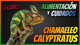 (Guía) CAMALEONES de YEMEN 🦎 Chamaeleo calyptratus ► Alimentacion y Cuidados 🦎 🦎 🦎 (Guía) CAMALEONES de YEMEN 🦎 Chamaeleo calyptratus ► Alimentacion y Cuidados 🦎 🦎 🦎