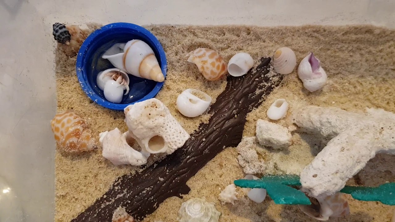 hermit crab changing shell - YouTube