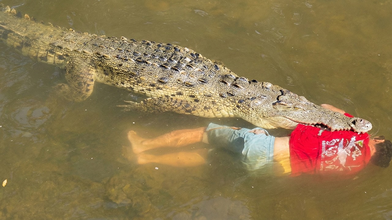 Cái Chết Của Michael - Án Mạng | Đầm Cá Sấu