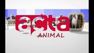 ACTA ANIMAL: VEJA OS BICHINHOS DISPONÍVEIS PARA ADOÇÃO EM MACEIÓ