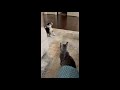 dog vs cat (babies)