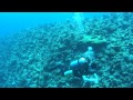 子どもダイビング!上からママが撮影中!その2 MATHI FARU [HD] Maldives Hideaway