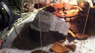 IMG_0518.MOV