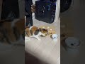実は… 首がかゆいだけなんです #ねこのいる暮らし #ねこ動画 #ねこのいる生活
