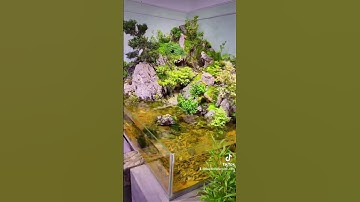 Hồ bán cạn đơn giảm,   dễ chăm