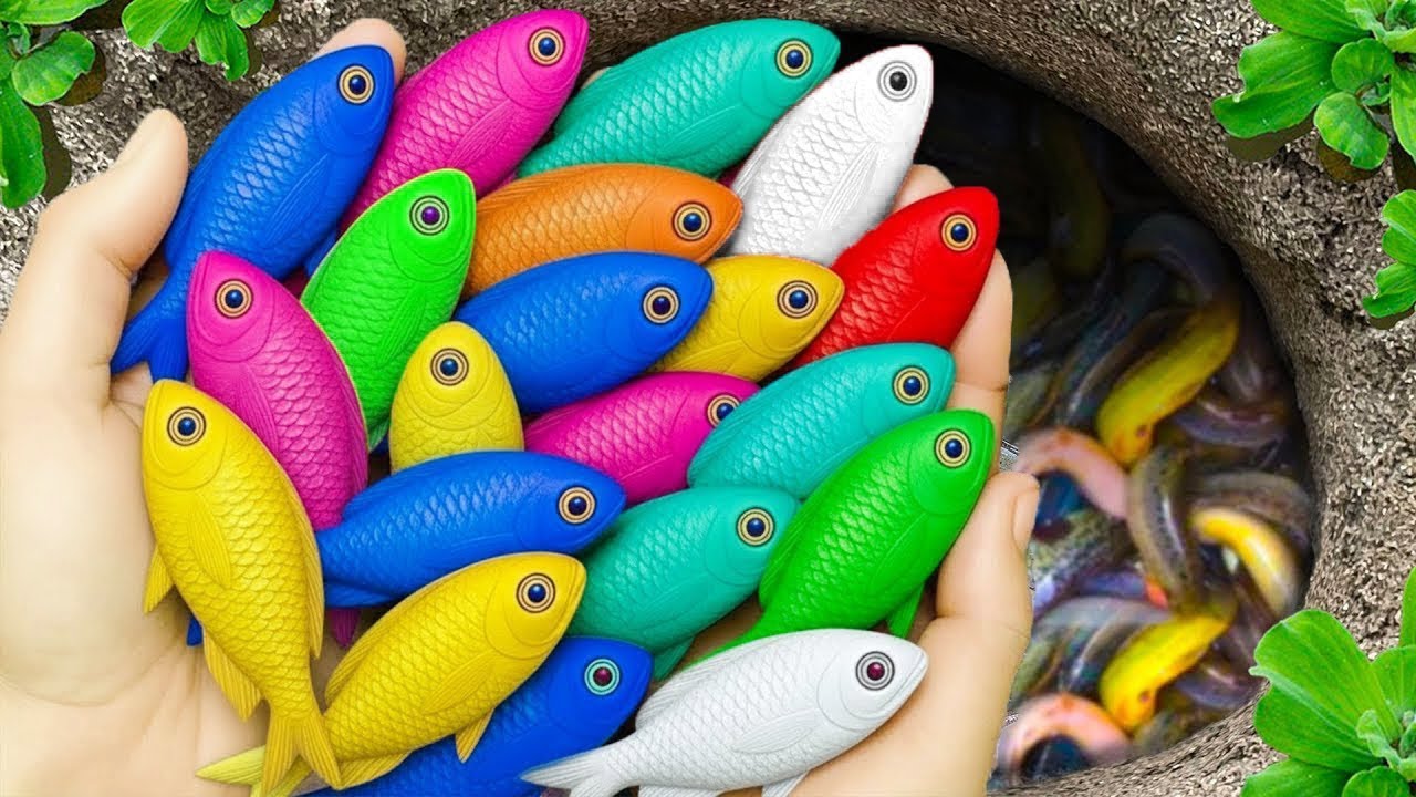 Catch beautiful aquarium fish in small pond baby turtles, koi, platy fish, guppies, goldfish, discus