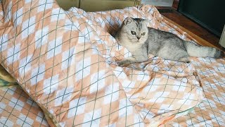 have never seen cute cat do this befor do you know why || record with my cat&#39;s life