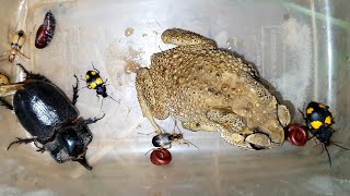 MORE BUGS ARE INVADING MY WALLS?! WHAT ARE THEY HIDING? | Bug Beetles | Sann Pisetha