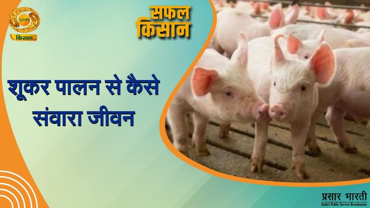 Safal Kisan | सफल किसान- शूकर पालन से कैसे संवारा जीवन | DD Kisan | September 08, 2025