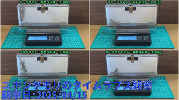 【Memorandum】 2025年04月15日 RPi-Cam-Web-Interfaceを用いたニホンヤモリのTimelapse観察