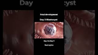Day 1 to Day 9 || Fertilization phase in human being || Ovum to Embryo || #biology #Fertilization