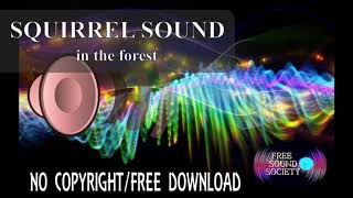 Squirrel in the forest sound - Free Sound Effects [No Copyright]