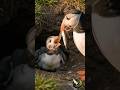 How can one tiny bird carry an entire meal in a single beak? Watch what happens next...