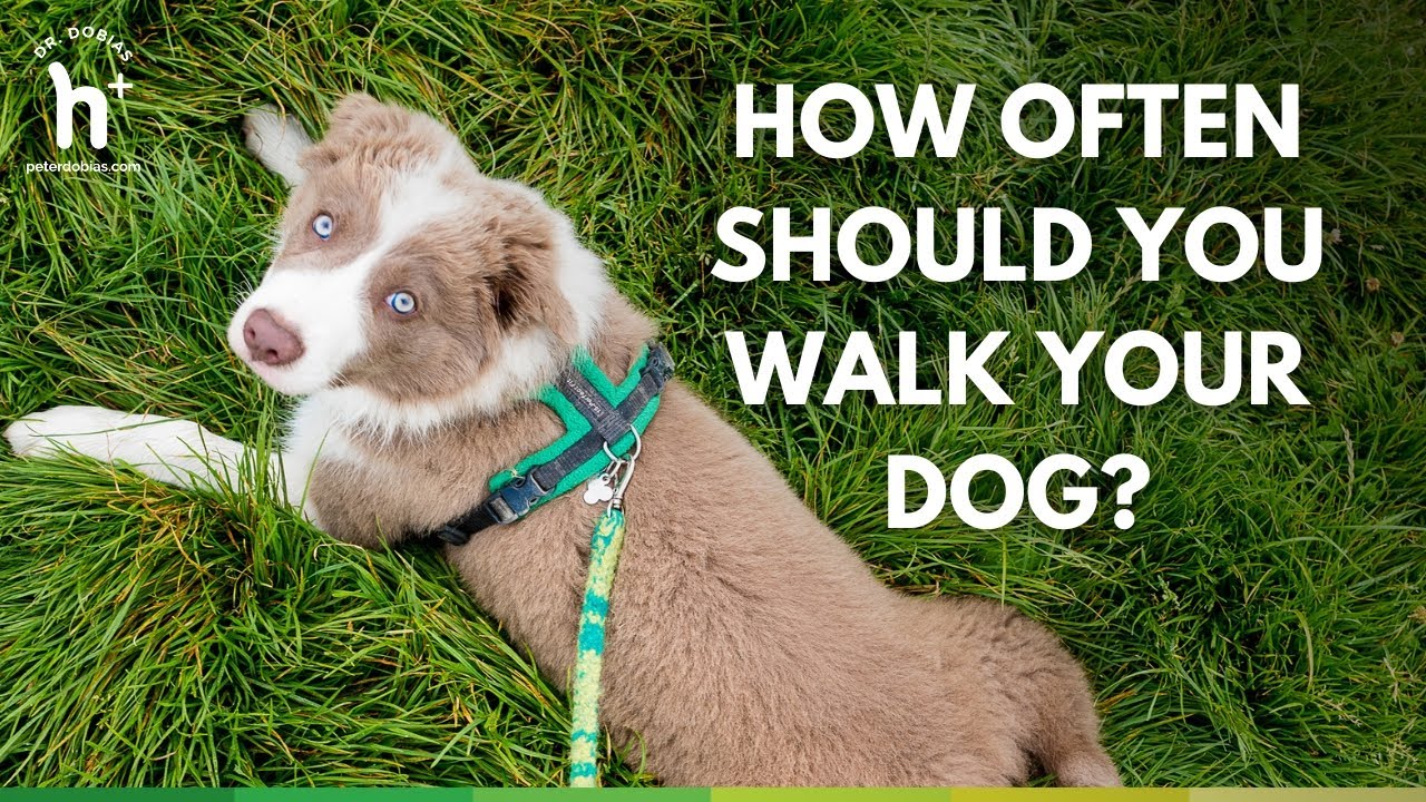 How Often Should You Walk Your Dog? - YouTube