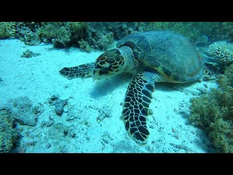 Red Sea scuba diving. Shark and Yolanda reef Ras Muhammad National Park, Sharm-el-Sheikh, Egypt.