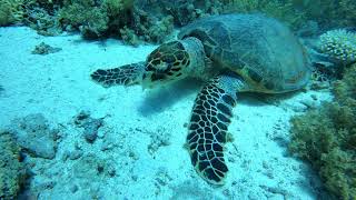 Red Sea scuba diving. Shark and Yolanda reef Ras Muhammad National Park, Sharm-el-Sheikh, Egypt.