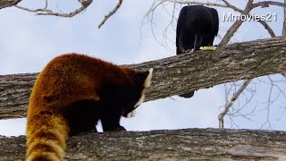 Red Panda to go toward the crow〜勇敢なホクト、カラスに向かっていく