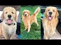 Daily Life With a Golden Retriever | Compilation 2