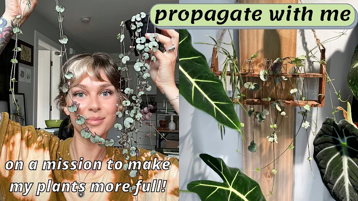 another round of propagations + new cuttings I'm rooting! water propagation