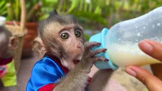 Mom Proved Milk To Monkey Babe 😘