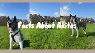 Facts About Akitas | American & Japanese