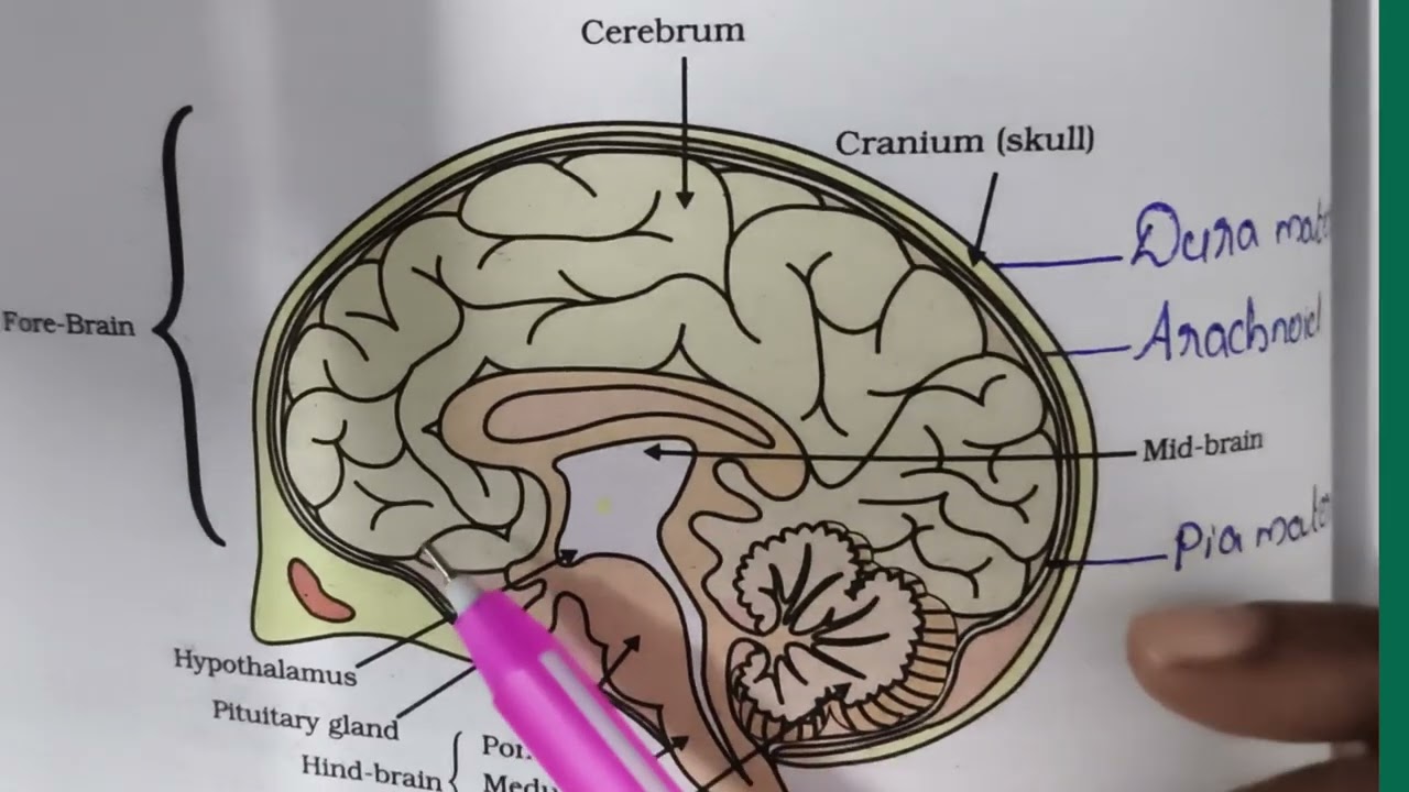 Structure and function of Human brain 🧠 Class 10 Explanation