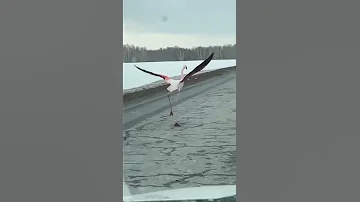 Розовый фламинго прилетел в Свердловскую область