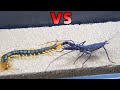 蜈蚣 VS 鞭蠍！Centipede VS whip scorpion
