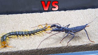 蜈蚣 VS 鞭蠍！Centipede VS whip scorpion