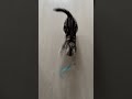 &ldquo;Crazy Cat vs Feather Wand #cat #cute #funny #catvideos#catlovers #catshorts#americancat  #貓咪 #貓咪日常