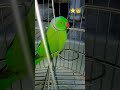 Taj Mahal kis ne banvaya #parrot #talkingparot #fashiontrends #birds #comedyshorts
