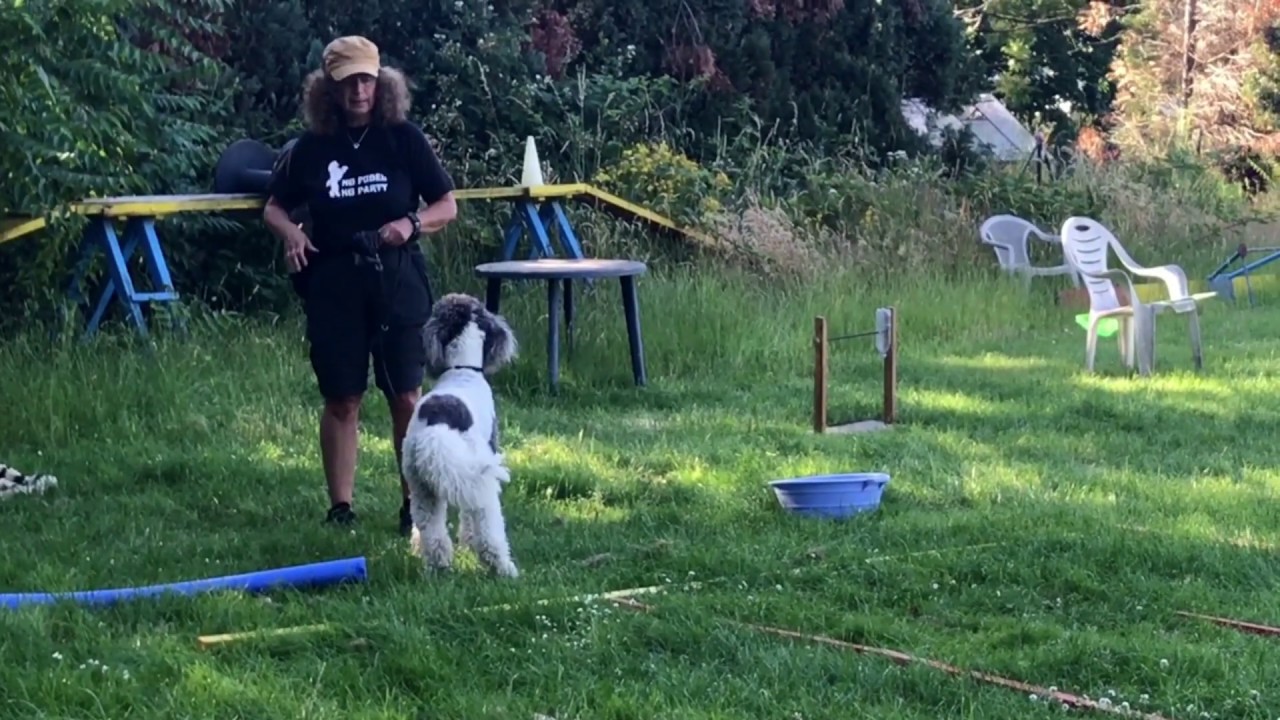 Hunde lieben Bodenarbeit – Spiel und Spaß mit Doglove