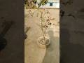 “From Empty Roof to Green Paradise 🌿✨”|Homegarden ideas|garden update #shorts #gardening #satisfying