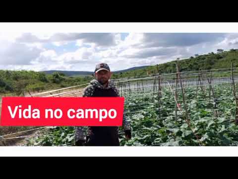 Vídeo: Como Alimentar Pepinos Em Campo Aberto Para Uma Excelente Colheita, Avaliações