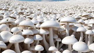 HOW to farm Mushroom: A Comprehensive Guide to Farming and Cooking Mushrooms