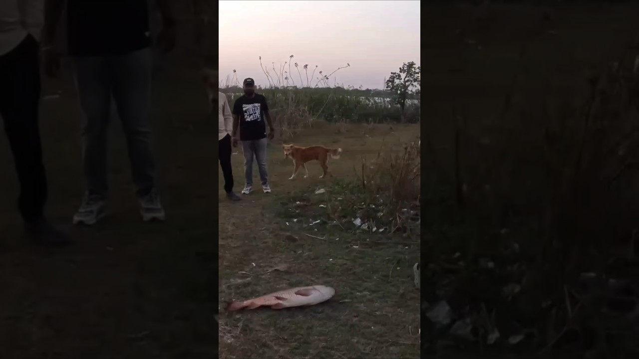 Catching big fish 🐟 