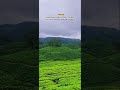 Munnar Natural Vibes #reels #love #song #travelblog #munnar #viral #instagram #whatsappstatus