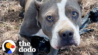 Abandoned Pittie Goes Glamping With Her New Family | The Dodo Pittie Nation