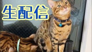 【生配信12/6】寒い夜は猫でも見てほっこりしませんか？生配信