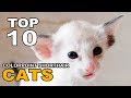 TOP 10 COLORPOINT SHORTHAIR CATS BREEDS の動画、YouTube動画。