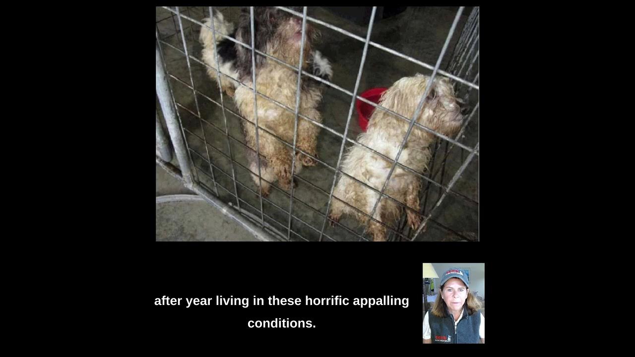 What are the conditions inside USDA dog breeding kennels? YouTube
