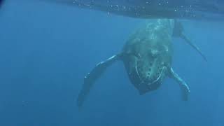 Snorkeling with Humpback Mothers and Calves at Silver Bank