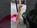 Do You Want to See What This One Can Do Like a Pro? #cat #cuteanimal #kitten #cutecat #cute