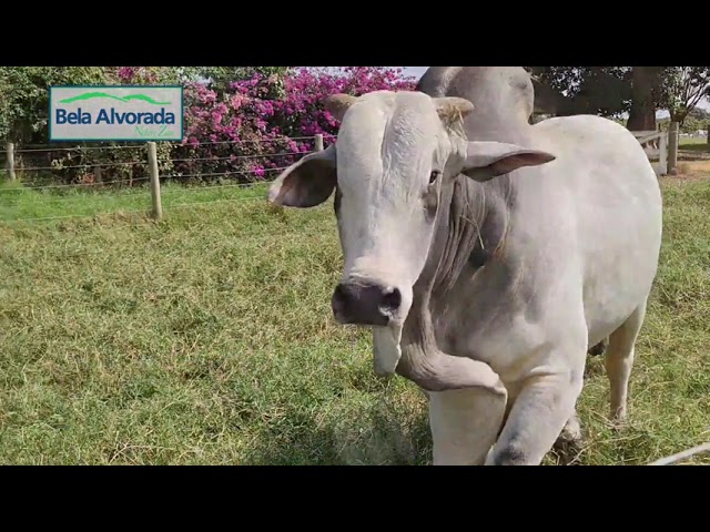 Bela Alvorada VT Comercial 7 e 8 de agosto