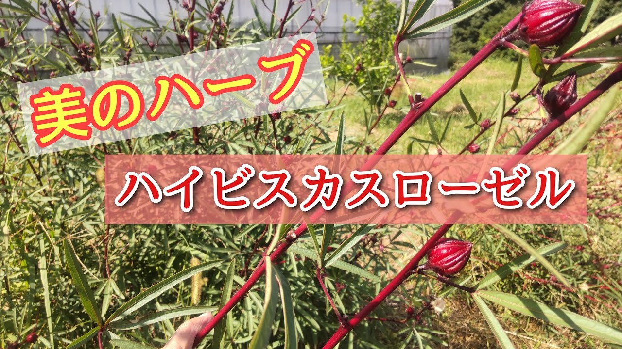 美容と健康のハーブ】ハイビスカスローゼル - YouTube