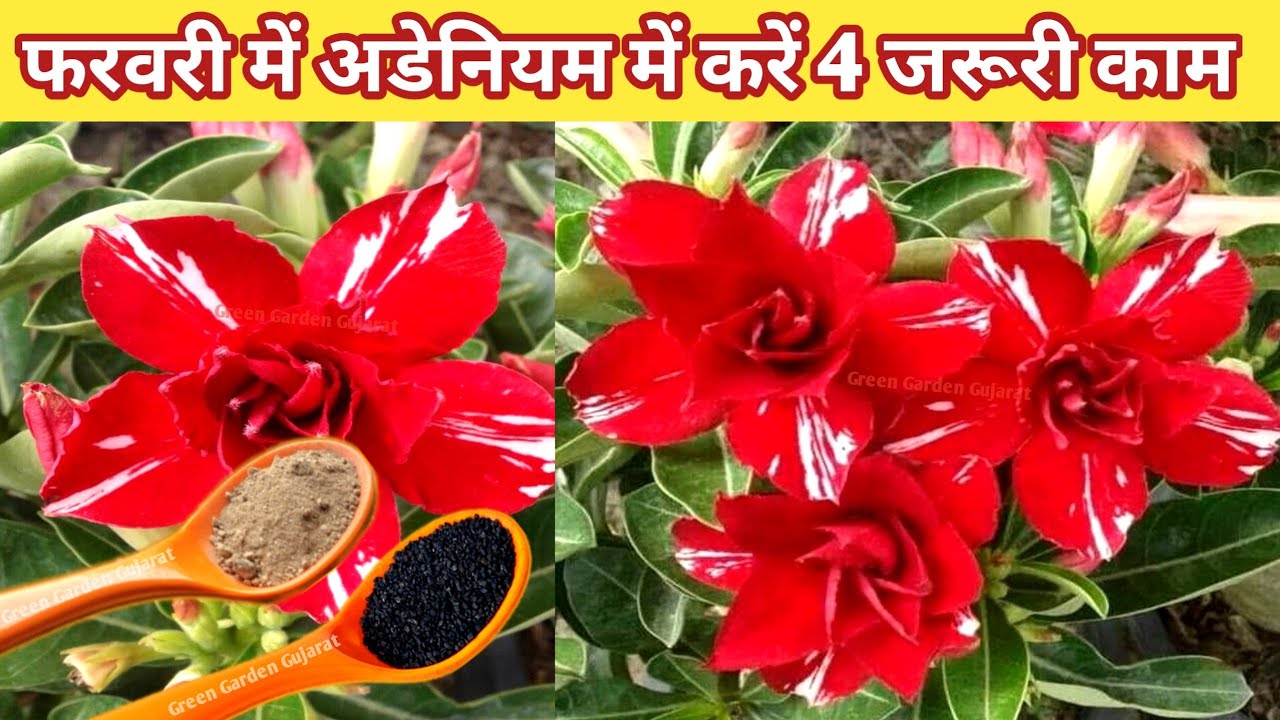 फरवरी में अडेनियम में करें 4 जरूरी काम. अडेनियम का पौधा जंगल जैसा घना और ढेरों कलियों से भर जाएगा