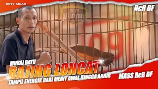 The jumping magpie robin appeared energetic from the first minute to the end of the competition