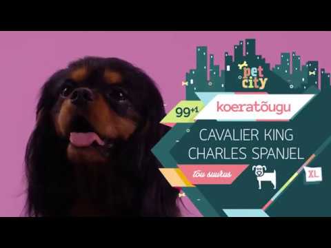Video: Kas cavalier king Charles spanjel haugub palju?