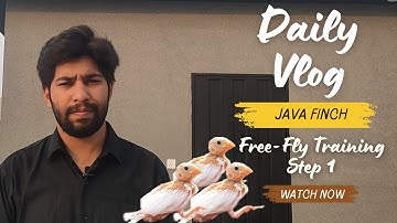 Java Finch Free-Fly Training Step 1 🐦✨ | Pehla Qadam