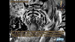 Story wa terbaru harimau slilwangi keren kata2 bijak terbaru 2021 🙏🙏